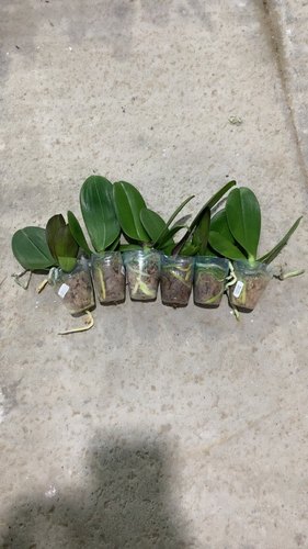 (6颗一组19.9)蝴蝶兰1.7寸杯宝宝苗练手有点瑕疵叶损不售后