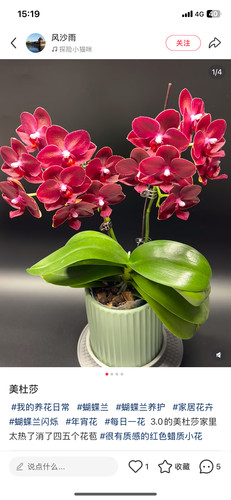 蝴蝶兰一代美杜莎3.0寸杯苗子非常壮，叶层非常多
