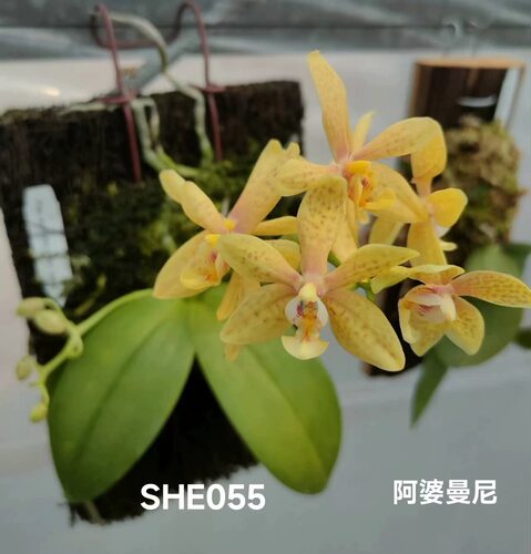 蝴蝶兰瑕疵处理苗阿婆曼尼3.0寸加高杯不带花剑