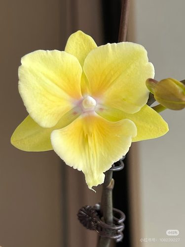 蝴蝶兰【中伦黄花大舌头】2.8寸杯带花剑