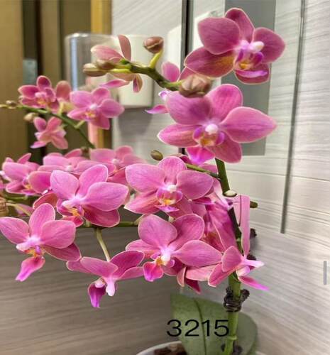 蝴蝶兰湾湾小香花3215宝宝苗1.7寸杯