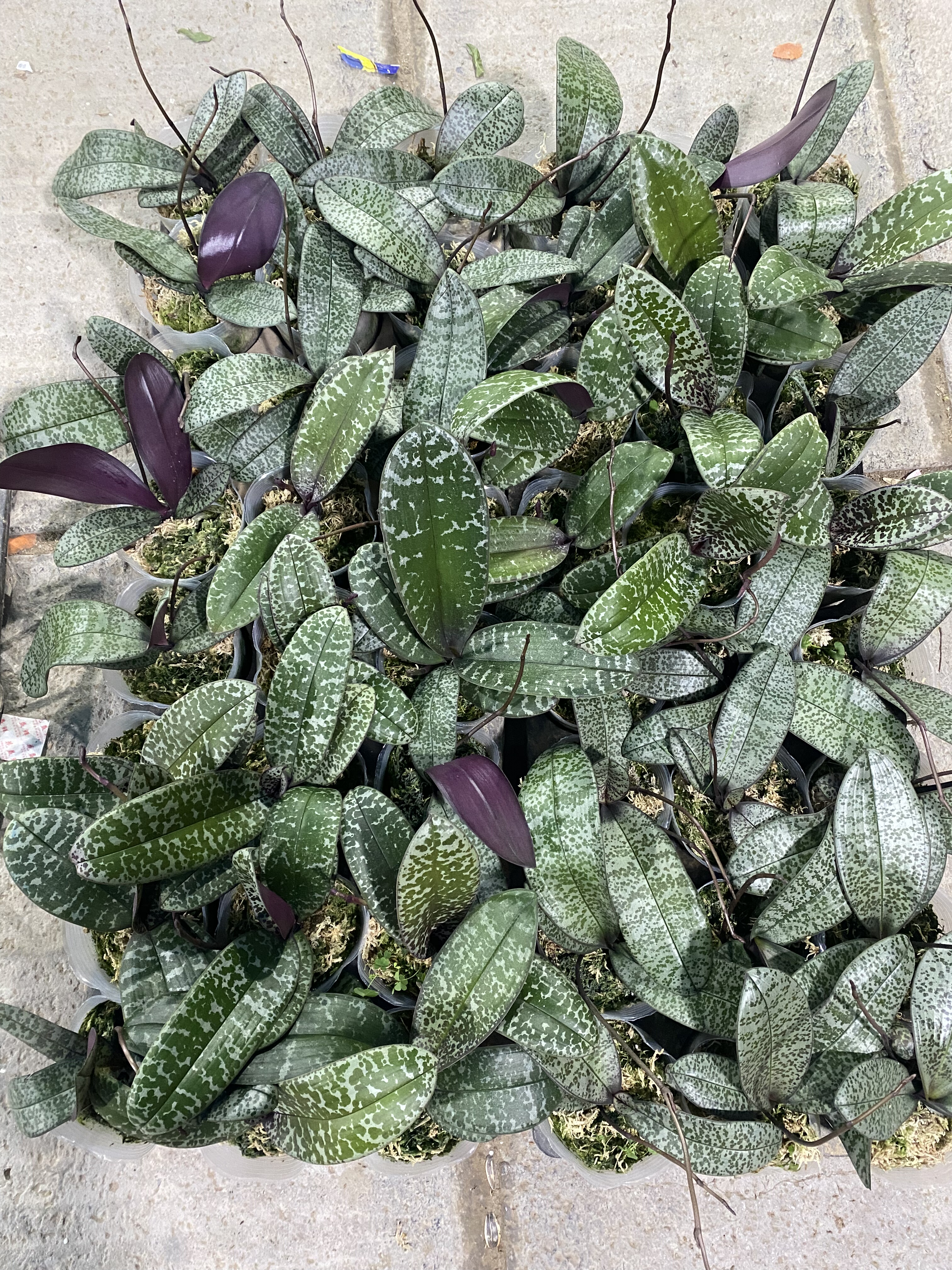 蝴蝶兰西雷丽盲盒3.5寸加高杯带花剑（根不多)介意勿拍,鲜花速递/花卉仿真/绿植园艺,国兰/杂交兰/洋兰类,淘宝优惠券,粉丝福利购,淘宝优惠卷