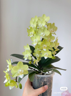 蝴蝶兰薄荷糖2.8寸杯不带花剑