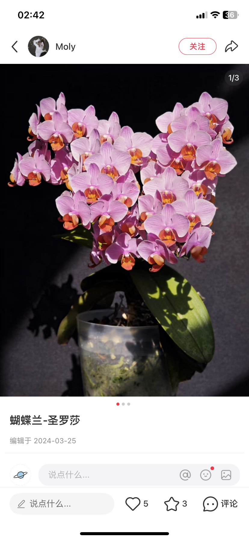 蝴蝶兰圣罗莎2.8寸杯不带花剑