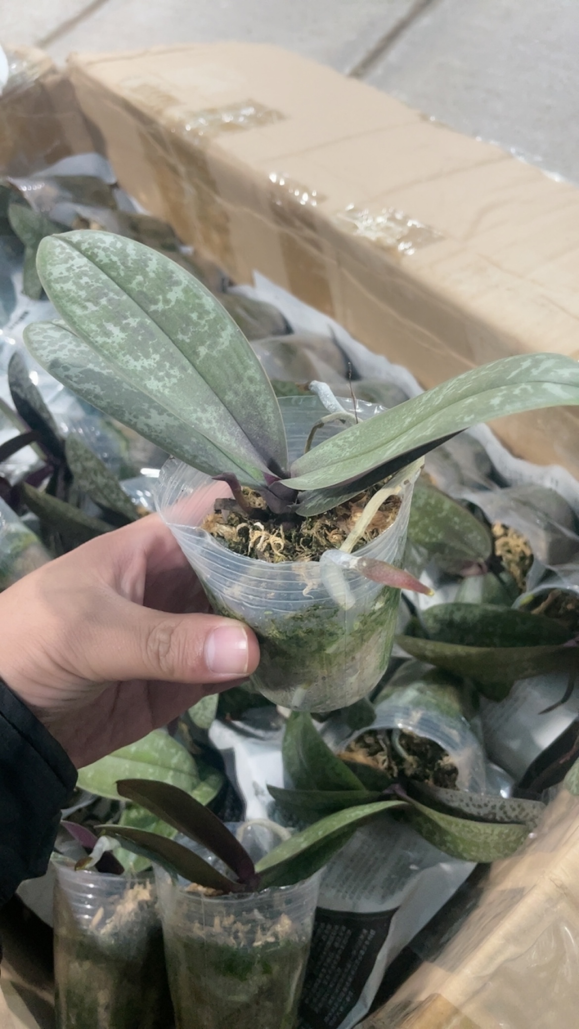 蝴蝶兰西雷利2.8寸杯带花剑