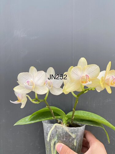 蝴蝶兰处理苗JN252树皮植料3.0寸加高杯不带花剑有的剪过梗