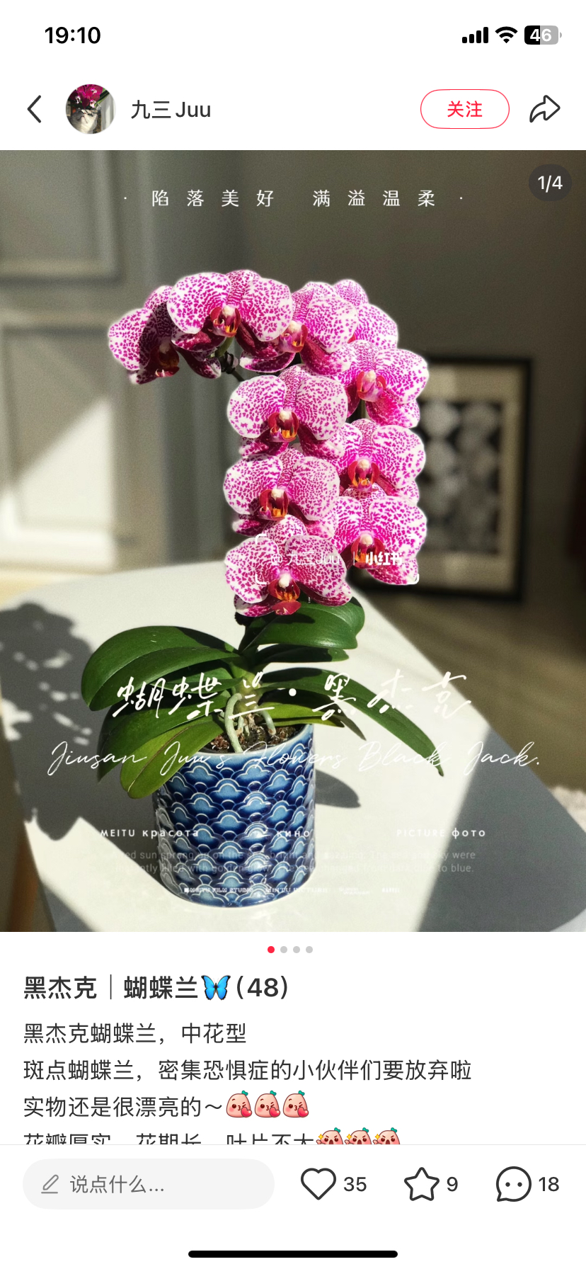 蝴蝶兰黑杰克3.0寸加高杯带花剑(有的剪过春梗),鲜花速递/花卉仿真/绿植园艺,国兰/杂交兰/洋兰类,淘宝优惠券,粉丝福利购,淘宝优惠卷