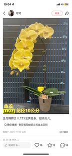 蝴蝶兰金龙春日暖阳2.8不杯不带花剑苗不壮