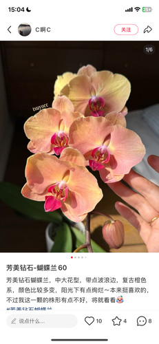 蝴蝶兰芳美钻石2.8寸杯带双花剑