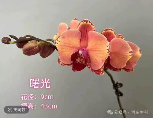 蝴蝶兰曙光3.0寸杯不带花剑