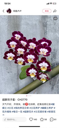 蝴蝶兰双子星3.0寸杯不带花剑