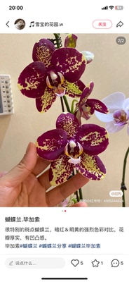 蝴蝶兰毕加索2.8寸杯带花剑