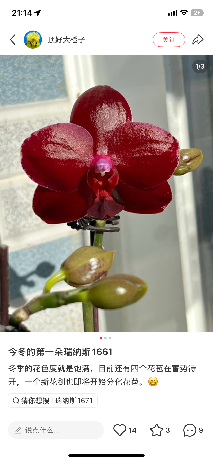 蝴蝶兰瑞纳斯2.8寸杯不带花剑苗不壮,鲜花速递/花卉仿真/绿植园艺,国兰/杂交兰/洋兰类,淘宝优惠券,粉丝福利购,淘宝优惠卷