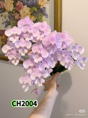 蝴蝶兰【ch2004大乔】3.0寸杯不带花剑