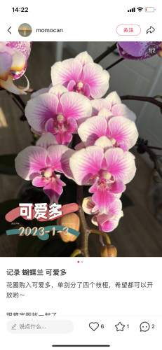 蝴蝶兰可爱多3.0寸杯不带花剑
