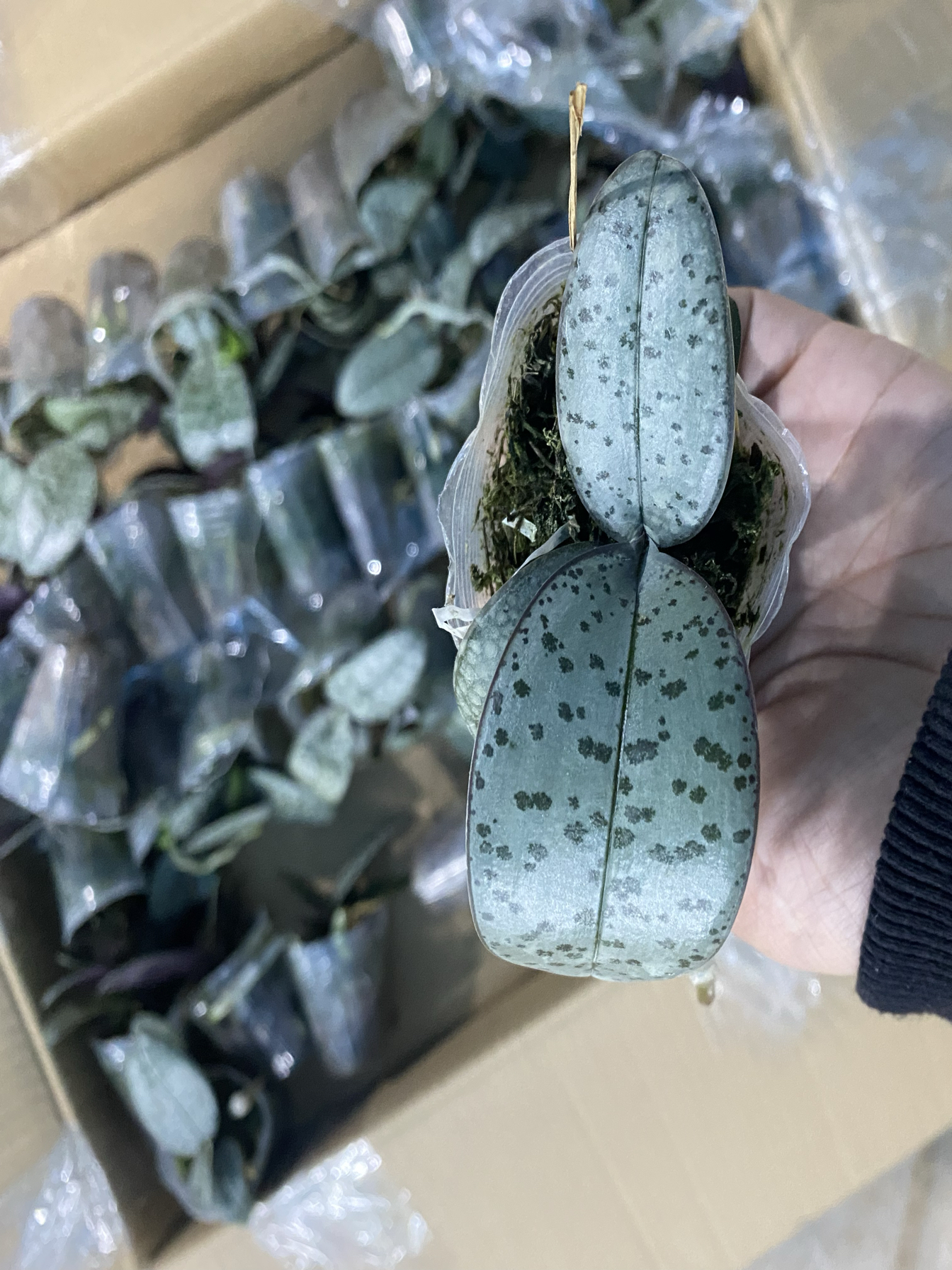 蝴蝶兰银叶西1.7寸杯宝宝苗子