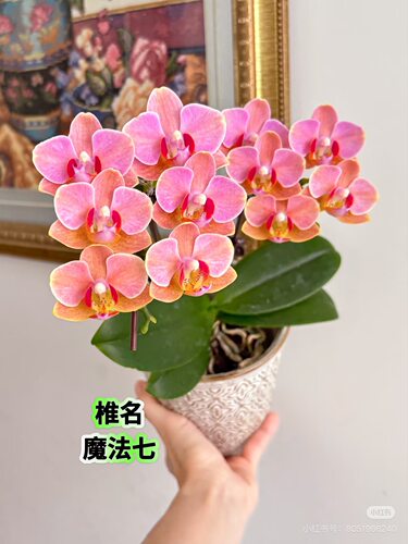 蝴蝶兰苗小无根【魔法7】1.7寸杯宝宝苗