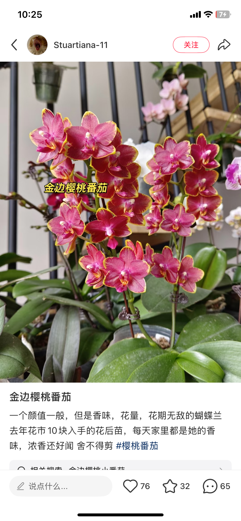 蝴蝶兰闪边樱桃番茄2.8寸杯不带花剑