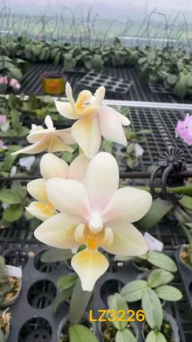 蝴蝶兰湾湾小香花3226宝宝苗1.7寸杯