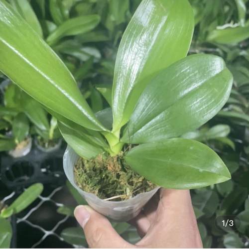 蝴蝶兰原生盲盒2.8寸杯带花剑带花苞消苞不售后