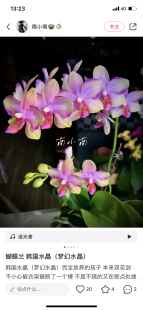 蝴蝶兰韩国水晶又叫梦幻水晶2.8寸杯不带花剑