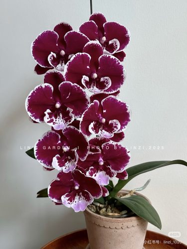 一棵蝴蝶兰超群圆舞曲1.寸宝宝苗嫌小勿拍
