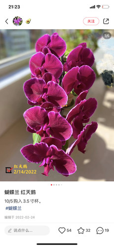 蝴蝶兰红天鹅2.8寸杯不带花剑