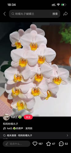 蝴蝶兰粉糯丸子1.7寸杯宝宝苗