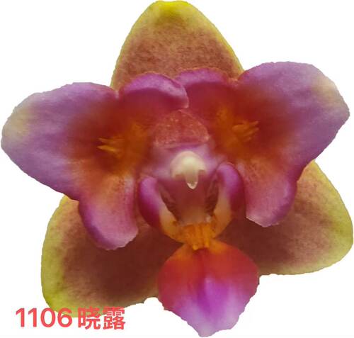 蝴蝶兰1106三唇瓣2.8寸杯不带花剑