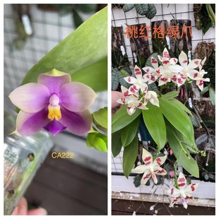 蝴蝶兰原生苗728宝宝苗1.7寸杯