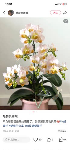蝴蝶兰勃艮第3.0寸加高杯带花剑，没有开花