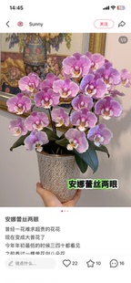 蝴蝶兰蕾丝安娜两眼3.0寸杯不带花剑有几率返祖
