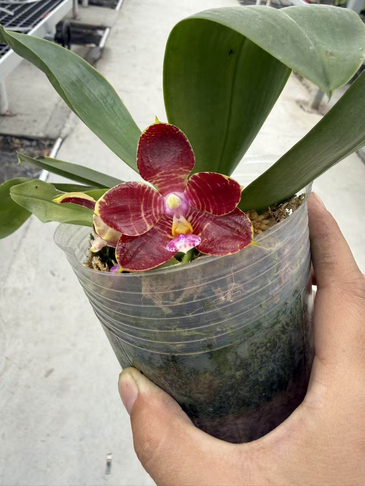 蝴蝶兰原生苗红底黄韵2.5寸杯苗不壮,鲜花速递/花卉仿真/绿植园艺,国兰/杂交兰/洋兰类,淘宝优惠券,粉丝福利购,淘宝优惠卷