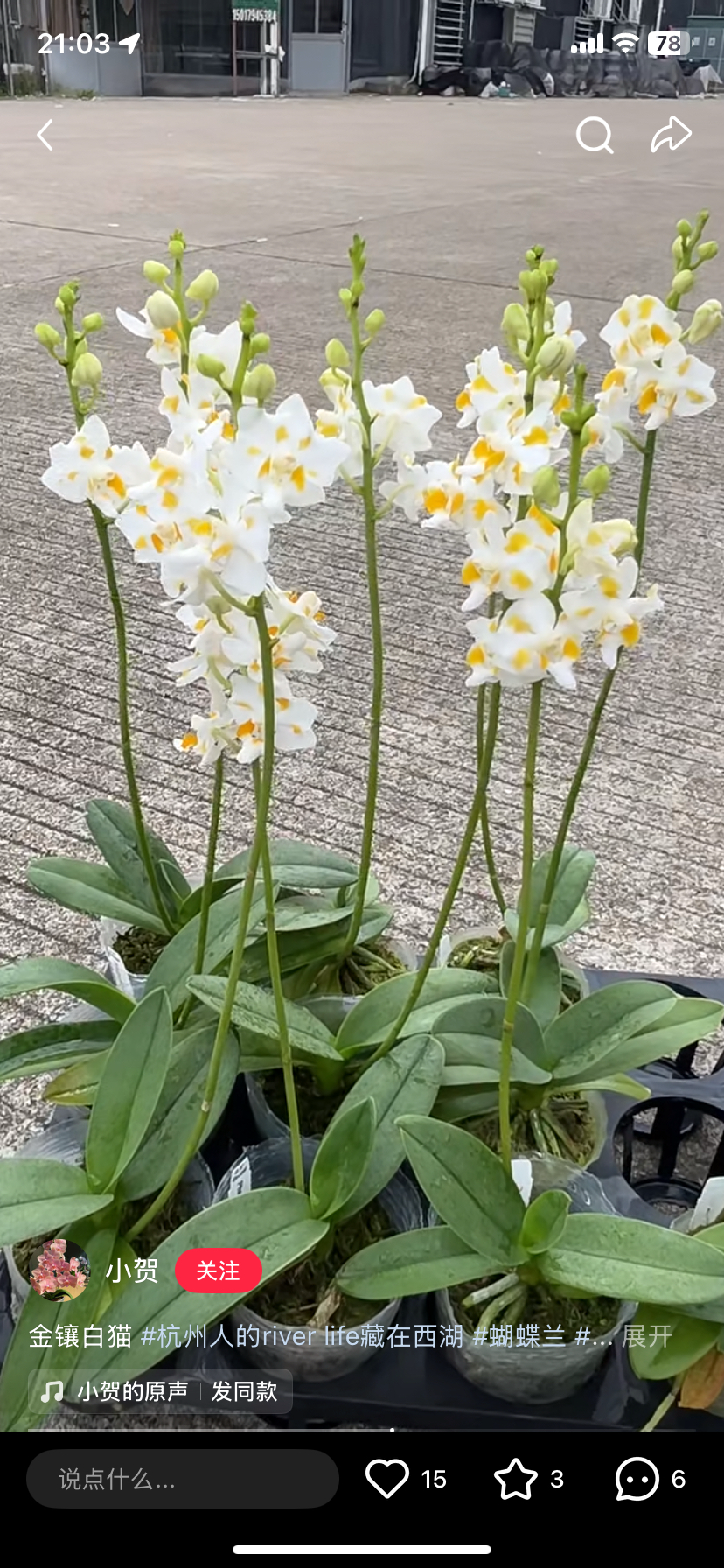 蝴蝶兰金镶白猫3.0寸杯不带花剑,鲜花速递/花卉仿真/绿植园艺,国兰/杂交兰/洋兰类,淘宝优惠券,粉丝福利购,淘宝优惠卷