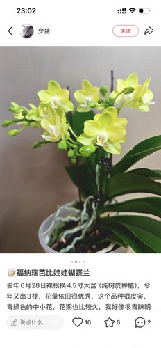 蝴蝶兰芭比娃娃3.0寸杯多带花剑