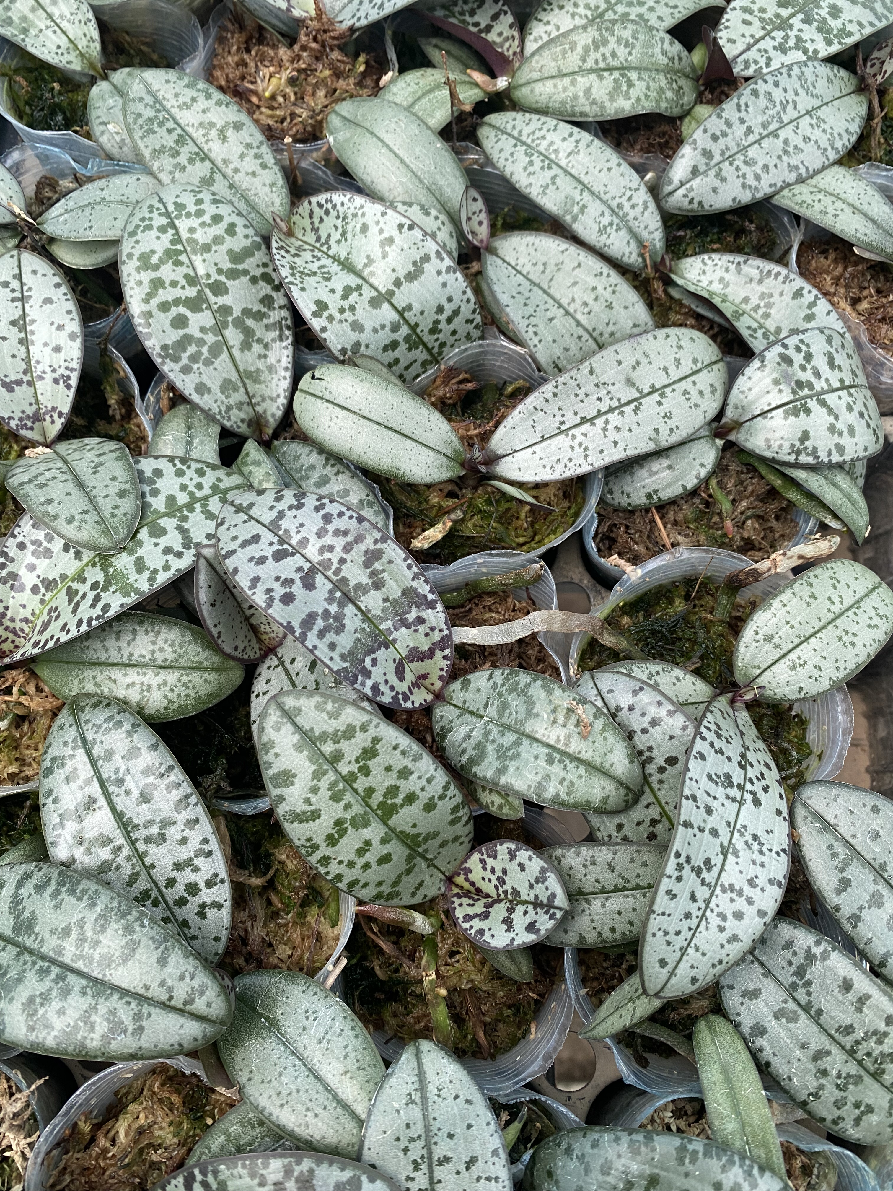 蝴蝶兰银叶西1.7寸杯宝宝苗子