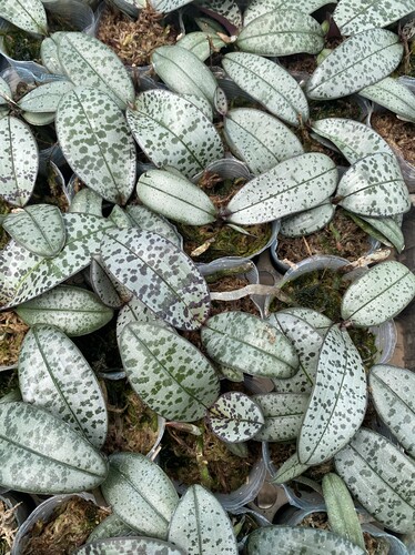 蝴蝶兰银叶西1.7寸杯宝宝苗子