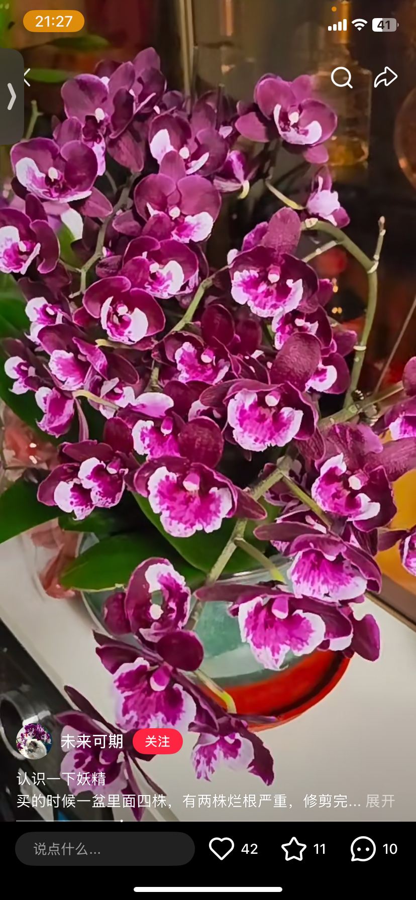 蝴蝶兰妖精2.8寸杯不带花剑,鲜花速递/花卉仿真/绿植园艺,国兰/杂交兰/洋兰类,淘宝优惠券,粉丝福利购,淘宝优惠卷