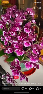 蝴蝶兰妖精2.8寸杯不带花剑