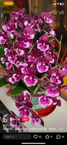 蝴蝶兰妖精2.8寸杯不带花剑