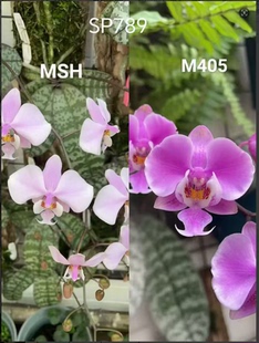 蝴蝶兰MSH交M405西雷丽1.7寸杯宝宝苗 带香味