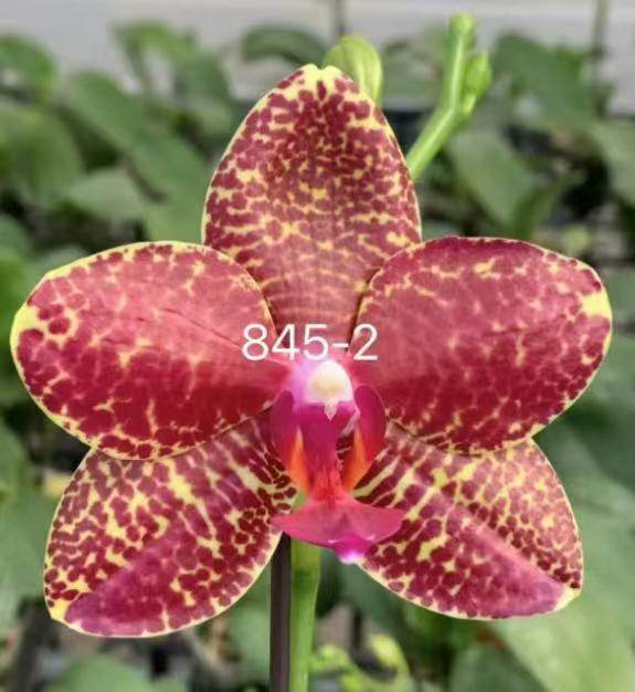 一颗不发蝴蝶兰845-2实生苗2.5寸杯带花剑,鲜花速递/花卉仿真/绿植园艺,国兰/杂交兰/洋兰类,淘宝优惠券,粉丝福利购,淘宝优惠卷