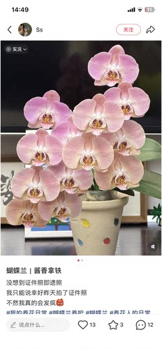 蝴蝶兰酱香拿铁3.0寸杯不带花剑
