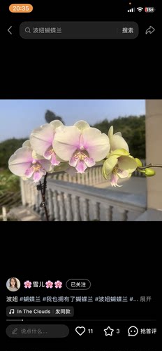 蝴蝶兰波妞2.8寸杯带花剑