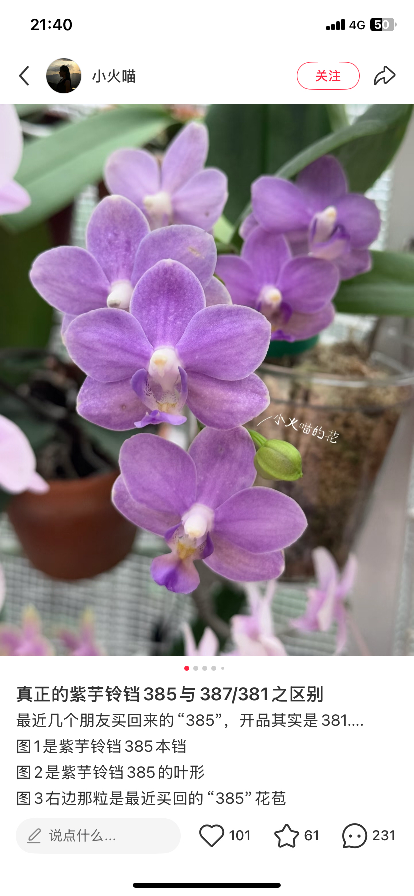 蝴蝶兰紫玉铃铛1.7寸杯宝宝苗,鲜花速递/花卉仿真/绿植园艺,国兰/杂交兰/洋兰类,淘宝优惠券,粉丝福利购,淘宝优惠卷