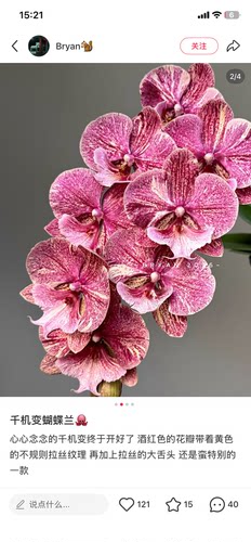 蝴蝶兰千机变五花肉1.7寸杯宝宝苗