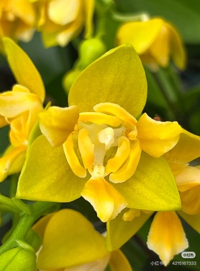 一颗不发蝴蝶兰处里苗Ch2212超群叮当1.7寸杯宝宝苗