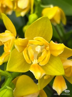 一颗不发蝴蝶兰处里苗Ch2212超群叮当1.7寸杯宝宝苗