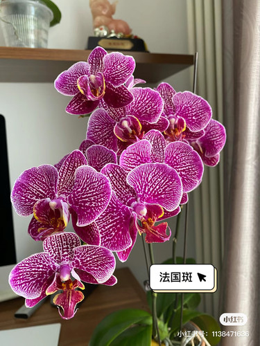 一颗不发蝴蝶兰法国斑2.8寸杯不带花剑