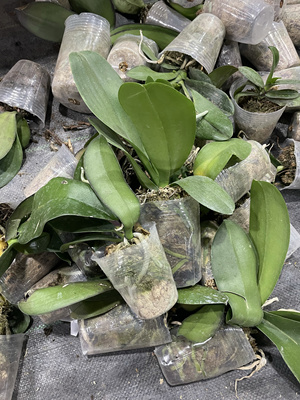 （5颗一组19.9）花后苗破损苗2.8寸杯以上蝴蝶兰非颈腐不售后